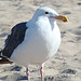 Little Seagull on Ventura Beach